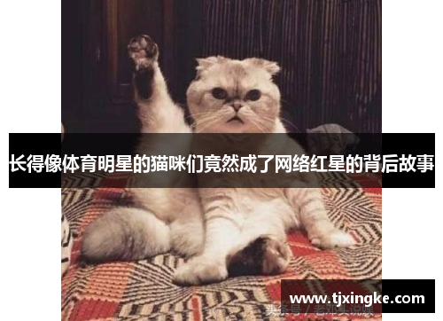 长得像体育明星的猫咪们竟然成了网络红星的背后故事